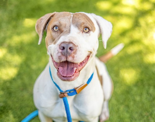 picture of the dog needing adoption