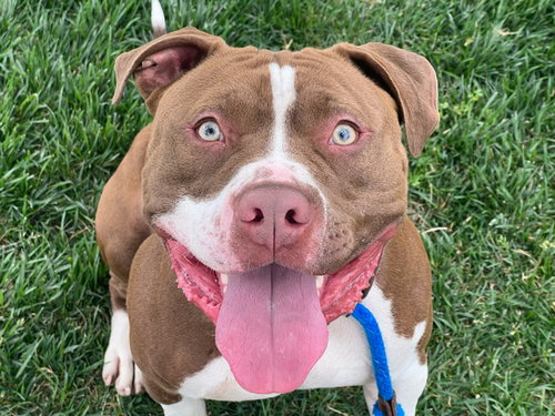 picture of the dog needing adoption