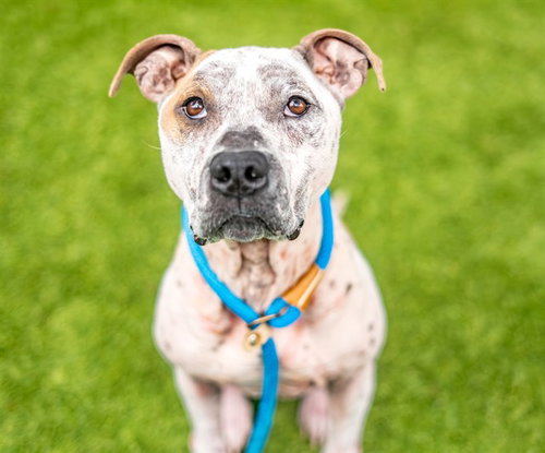 LUKE, an adoptable Pit Bull Terrier in San Jose, CA