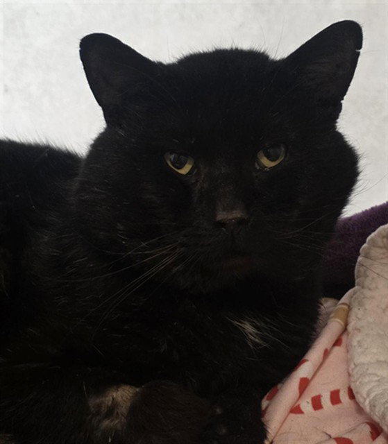 SYLVESTER Image