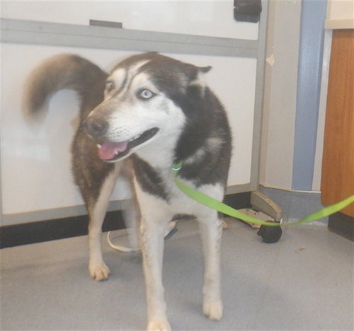 picture of the dog needing adoption