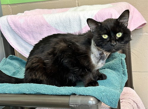 picture of the cat needing adoption