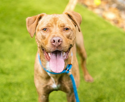 HERCULES, an adoptable Pit Bull Terrier in San Jose, CA