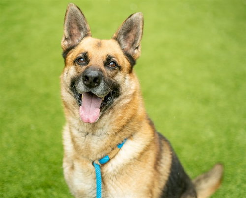 WYOMING, an adoptable German Shepherd Dog in San Jose, CA