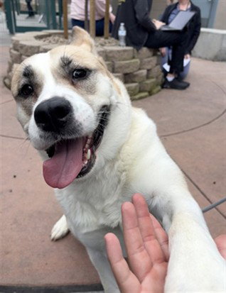 CHEDDAR, an adoptable Akita in San Jose, CA