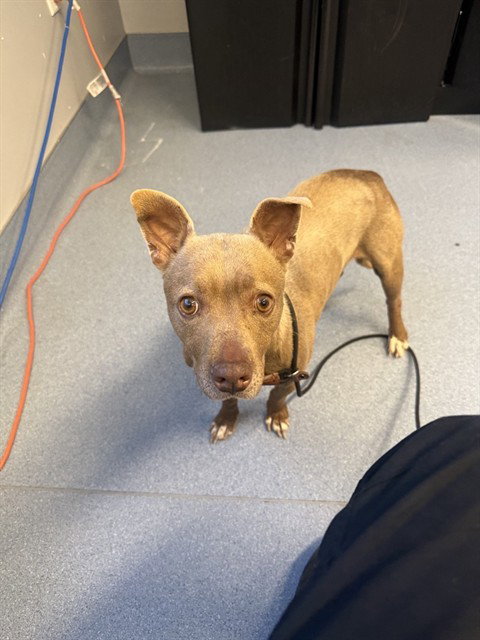 TAWNY, an adoptable Chihuahua in San Jose, CA