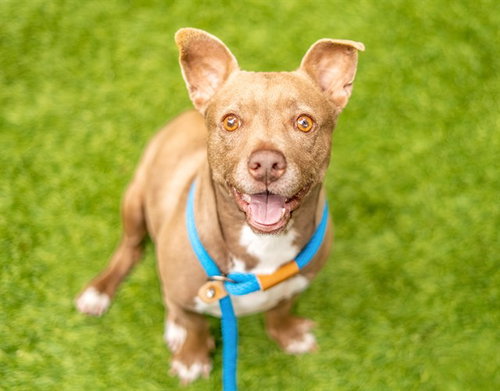 TAWNY, an adoptable Chihuahua in San Jose, CA