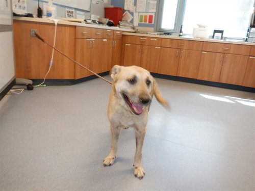 picture of the dog needing adoption