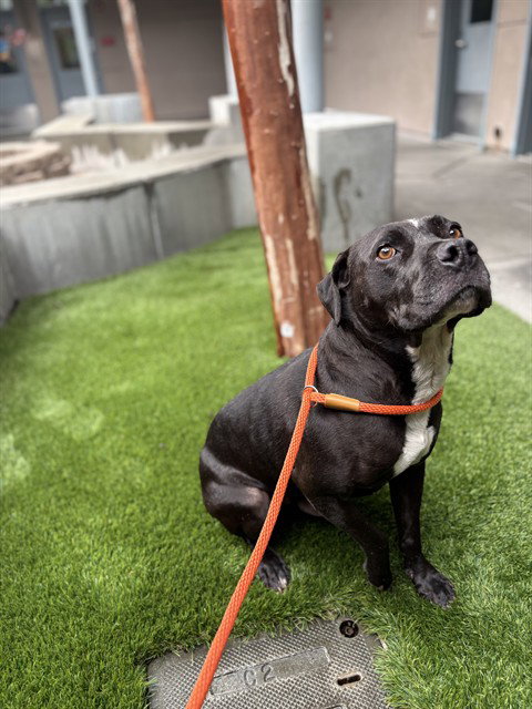NEO, an adoptable Pit Bull Terrier in San Jose, CA