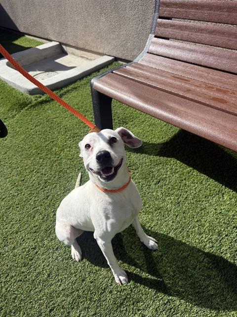 GUMBY, an adoptable Parson Russell Terrier in San Jose, CA