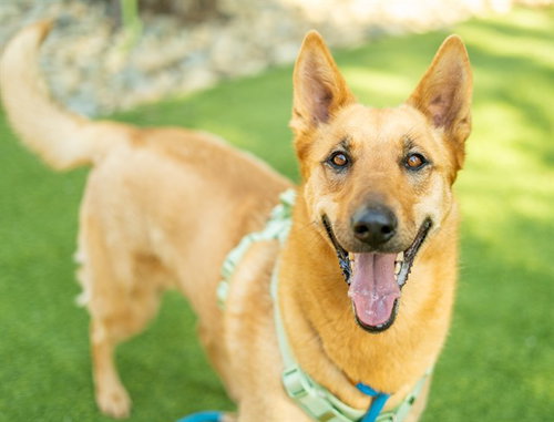 HUNNY, an adoptable German Shepherd Dog in San Jose, CA