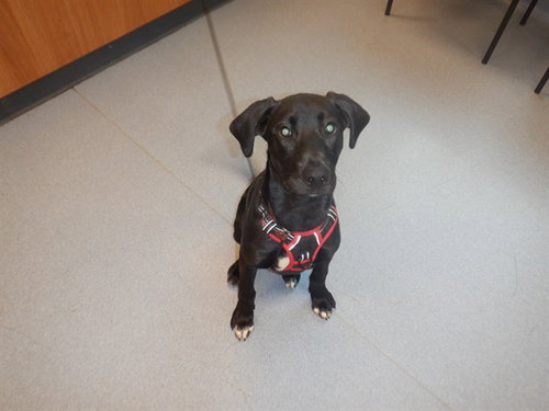 HAMILTON, an adoptable Labrador Retriever in San Jose, CA