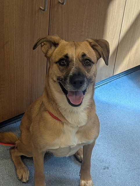 SOL, an adoptable Beagle in San Jose, CA