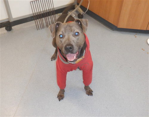 HORTON, an adoptable Pit Bull Terrier in San Jose, CA