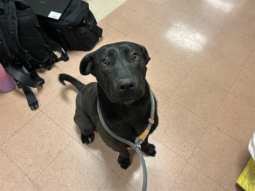 POPPY, an adoptable Labrador Retriever in San Jose, CA