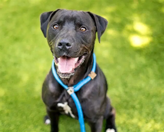 Ryan - Pit Bull Terrier