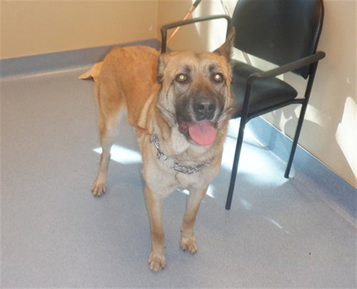 picture of the dog needing adoption