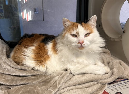 ROSEMARY, Senior Domestic Medium Hair (medium coat), cat for adoption in Oakley, California