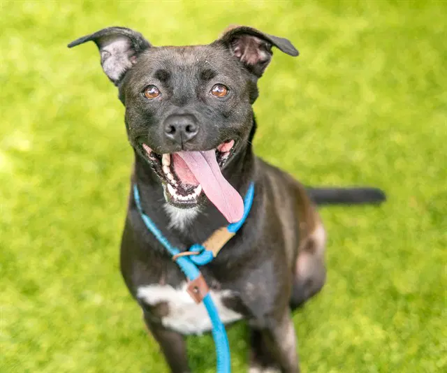Jazmine - Pit Bull Terrier