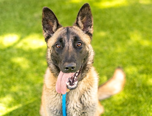 LAINEY, an adoptable Belgian Shepherd Malinois in San Jose, CA