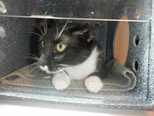 picture of the cat needing adoption