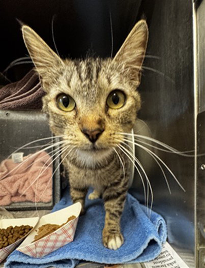 TULLIP, Young Domestic Short Hair (medium coat), cat for adoption in Oakley, California
