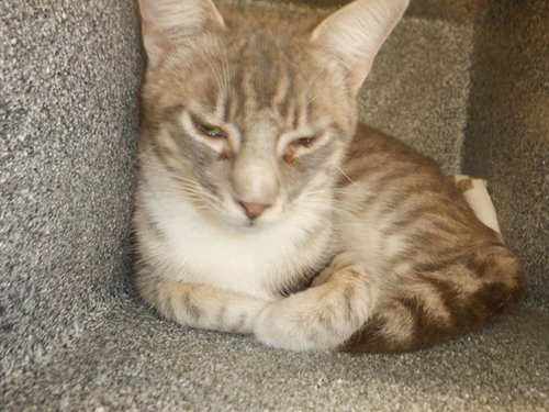 A1404858, Young Domestic Short Hair (medium coat), cat for adoption in Oakley, California