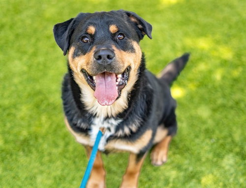 TRUCK, an adoptable Rottweiler in San Jose, CA