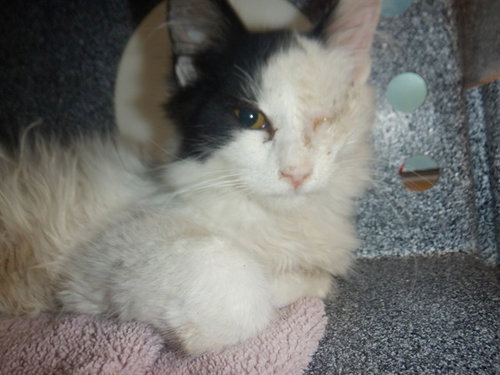 A1404801, Baby Domestic Short Hair (medium coat), cat for adoption in Oakley, California