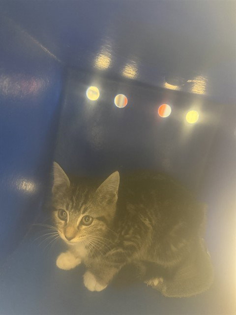 SWIRL, Baby Domestic Short Hair (medium coat), cat for adoption in Oakley, California