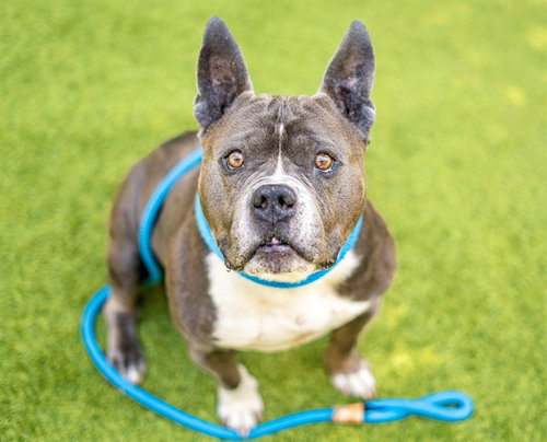 ANGLER, an adoptable Pit Bull Terrier in San Jose, CA