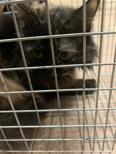 TORTELLINI, Senior Domestic Medium Hair (medium coat), cat for adoption in Oakley, California