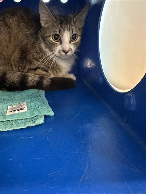 A1405385, Young Domestic Short Hair (medium coat), cat for adoption in Oakley, California