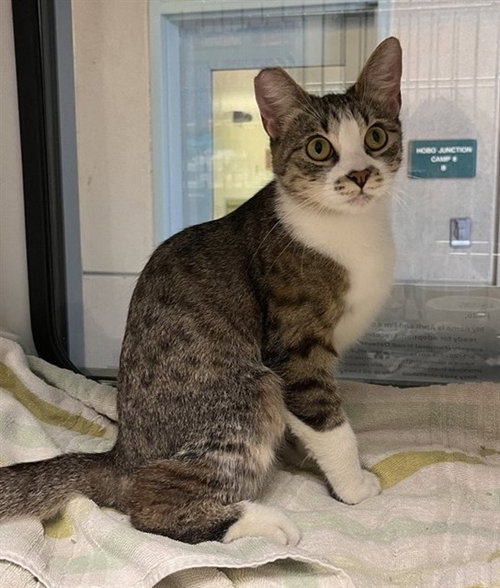 APRIL, Young Domestic Short Hair (medium coat), cat for adoption in Cupertino, California