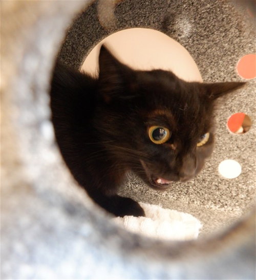 TOZZY, Adult Domestic Short Hair (medium coat), cat for adoption in Oakley, California