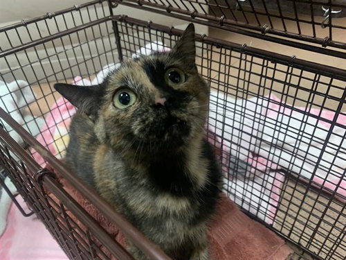 MAYA, Young Domestic Short Hair (medium coat), cat for adoption in Oakley, California