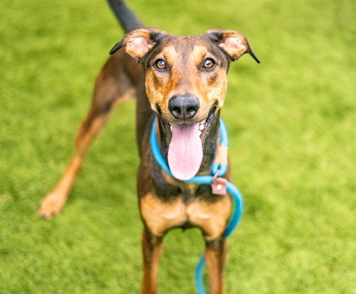 SOURDOUGH, an adoptable Doberman Pinscher in San Jose, CA