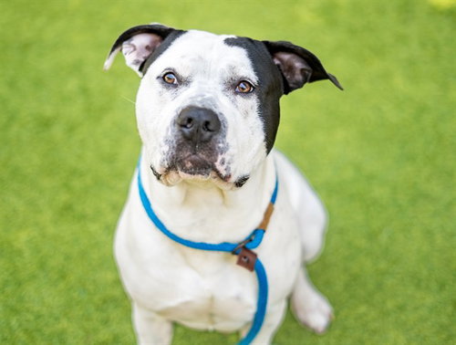BANJO, an adoptable Pit Bull Terrier in San Jose, CA