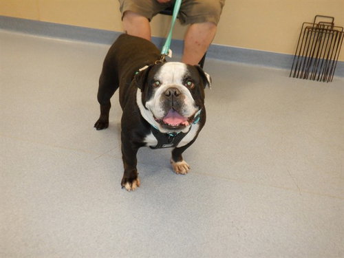 SASHA, an adoptable English Bulldog in San Jose, CA