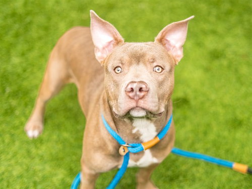 LAMBCHOP, an adoptable American Staffordshire Terrier in San Jose, CA