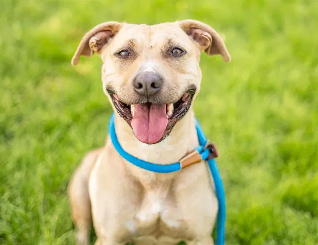 Whitney - Pit Bull Terrier