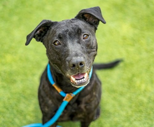 BRAVERY, an adoptable Labrador Retriever in San Jose, CA