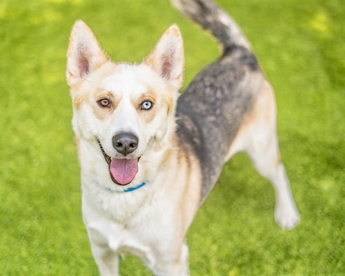 HOPE, an adoptable Siberian Husky in San Jose, CA