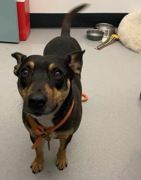 SAMANTHA, an adoptable Miniature Pinscher in San Jose, CA