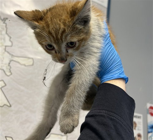 BARTOLOMEOW, an adoptable Domestic Short Hair in San Jose, CA