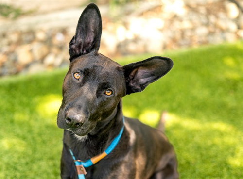 BAT, an adoptable Labrador Retriever in San Jose, CA