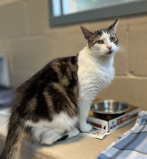 FREA, an adoptable Domestic Long Hair in San Jose, CA