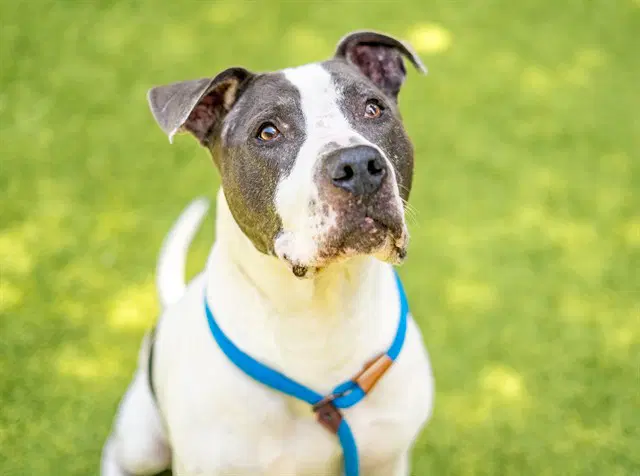 Justin - Pit Bull Terrier