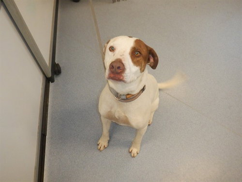 RUSTY, an adoptable Pointer in San Jose, CA
