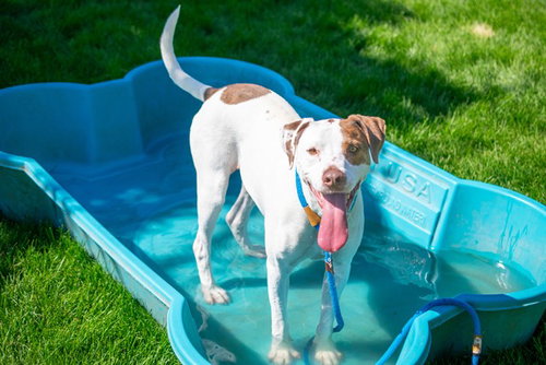 RUSTY, an adoptable Pointer in San Jose, CA